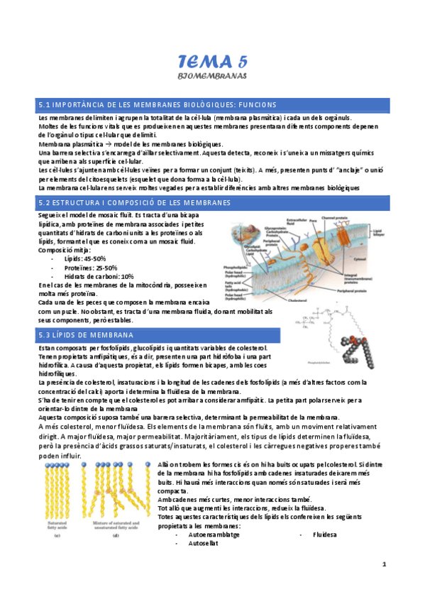 Miniatura del documento tema-5-biomembranes.pdf