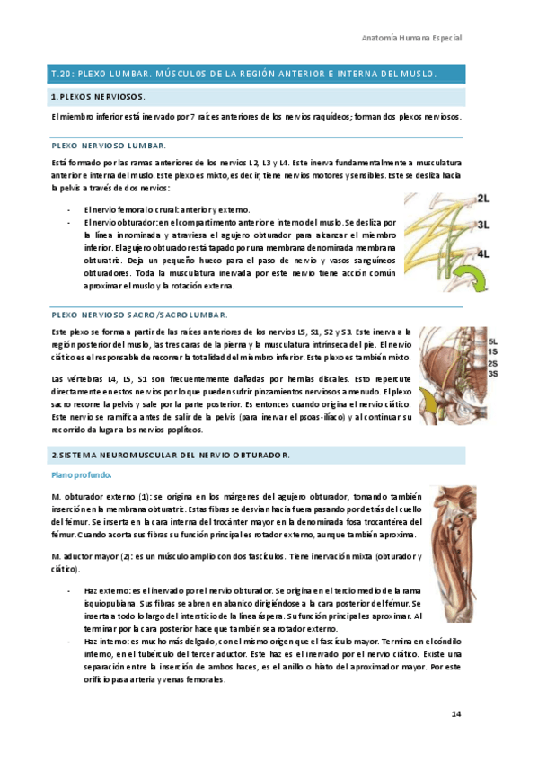 Miniatura del documento Anatomia-Humana-Especial-4.pdf