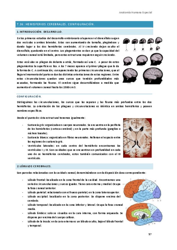 Miniatura del documento Anatomia-Humana-Especial-8.pdf