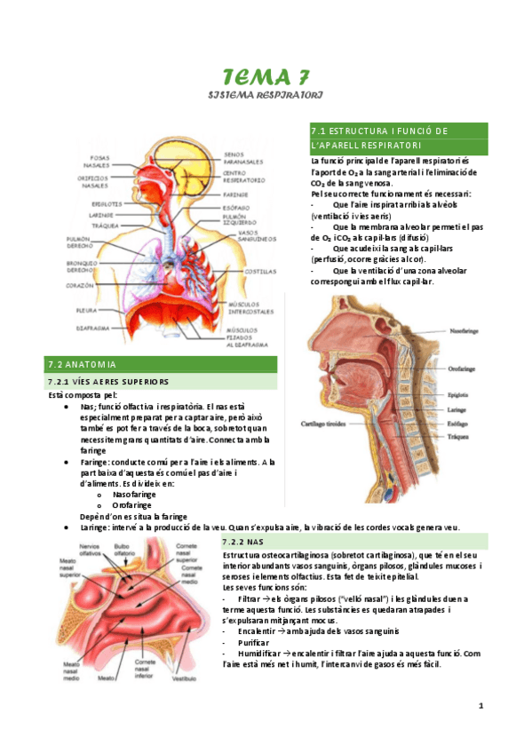 Miniatura del documento Tema-7-Sistema-Respiratorio.pdf
