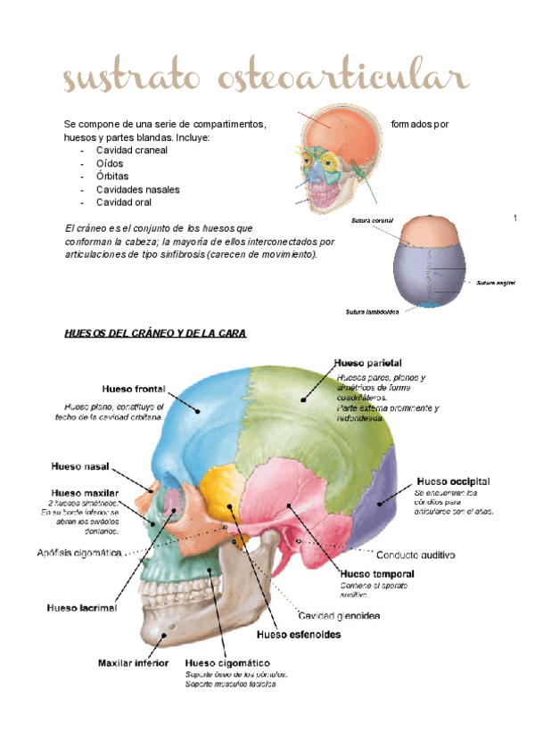 Miniatura del documento HUESOS-CABEZA-Y-CUELLO-9.pdf