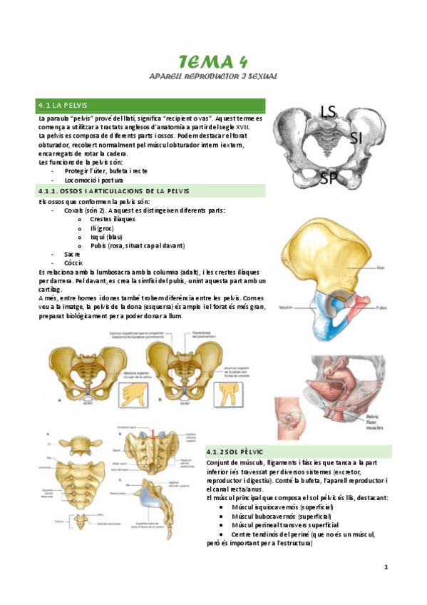 Miniatura del documento tema-4-aparell-reporductor.pdf