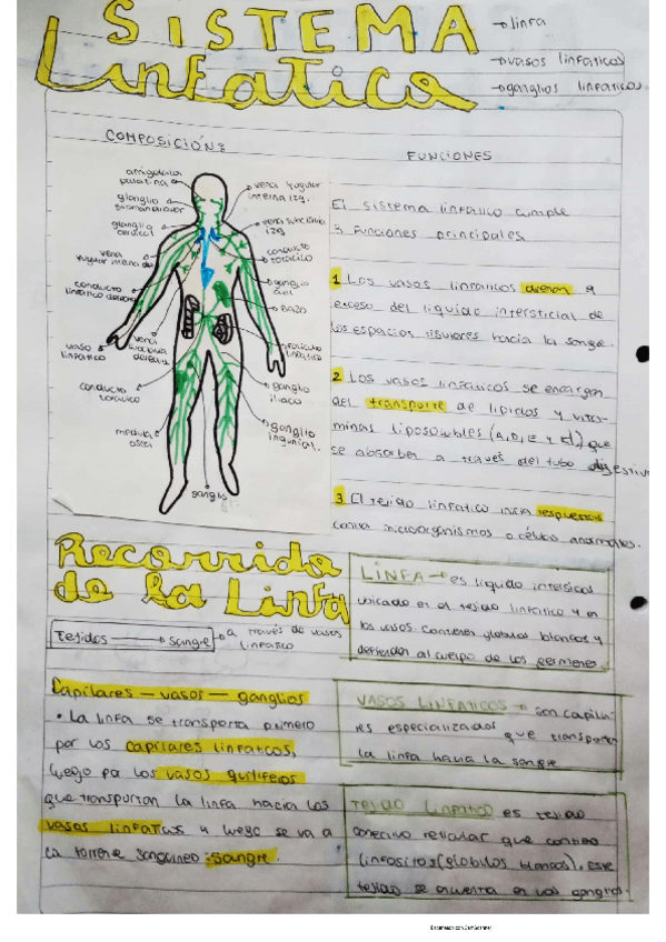 Miniatura del documento linfatico.pdf