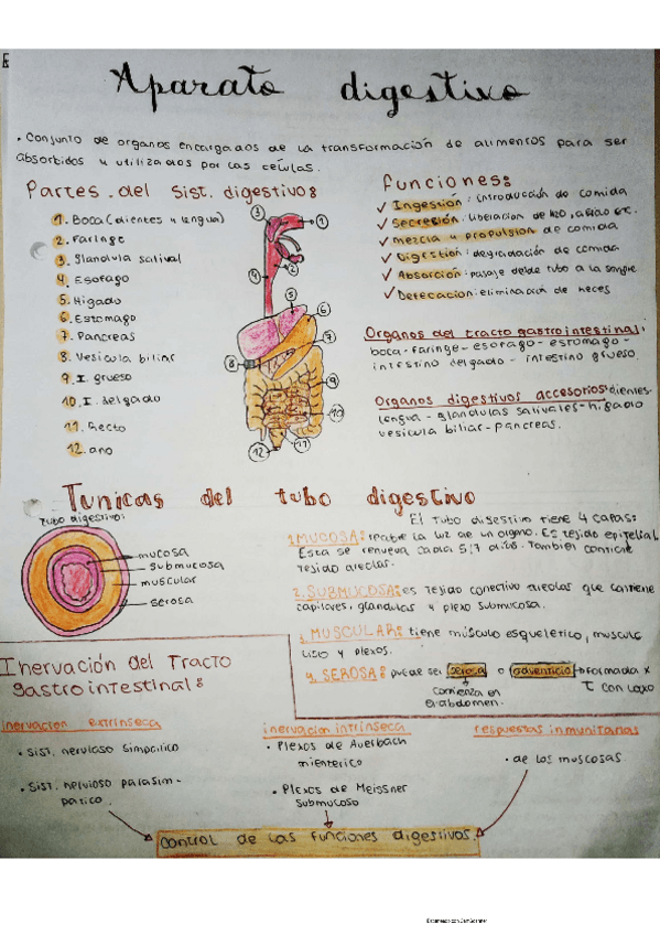 Miniatura del documento digestivo-.pdf