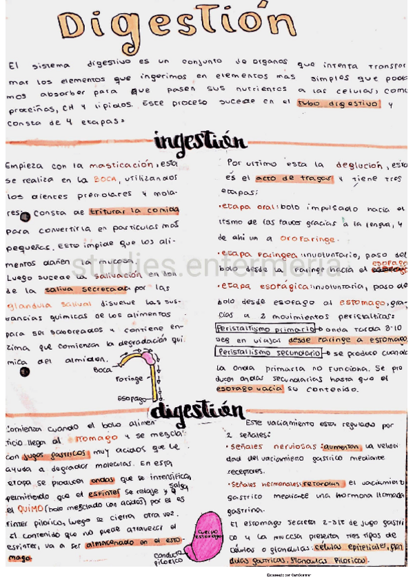 Miniatura del documento Digestion.pdf