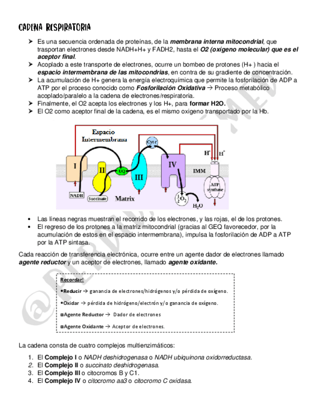 Miniatura del documento Cadena-Respiratoria.pdf