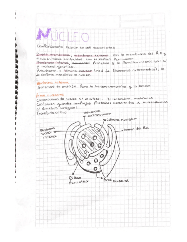 Miniatura del documento 1-nucleo.pdf