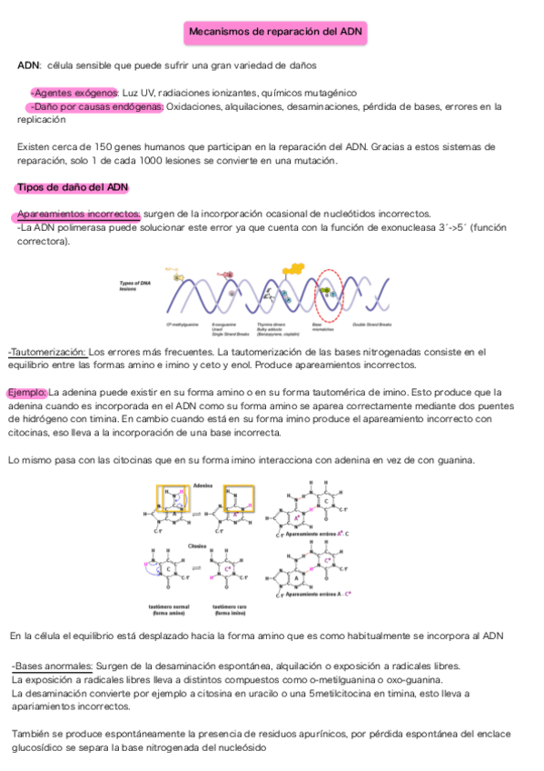 Miniatura del documento Mecanismos-de-reparacion-del-ADN.pdf