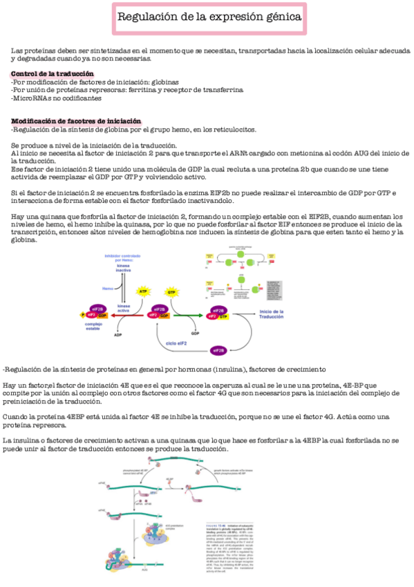 Miniatura del documento Regulacion-de-la-expresion-genica-a-nivel-de-la-traduccion.pdf