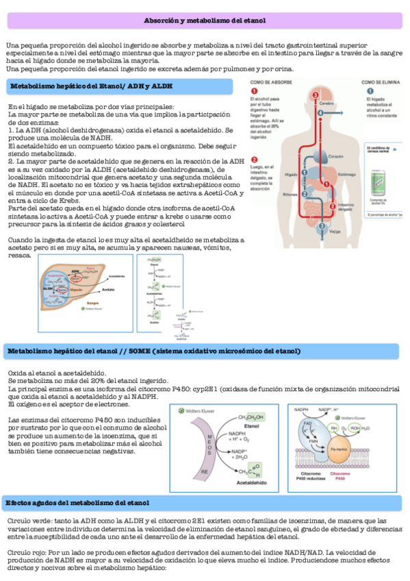Miniatura del documento Metabolismo-del-etanol.pdf