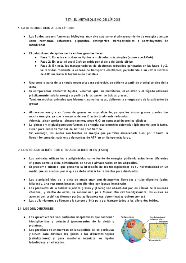 Miniatura del documento T17-BQ-El-Metabolismo-De-Lipidos.pdf
