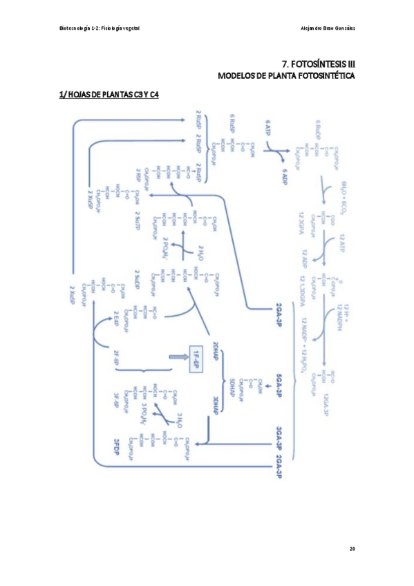 Miniatura del documento T7-FV-La-Fotosintesis-III.pdf
