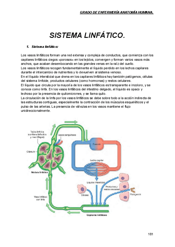 Miniatura del documento Sistema-linfatico-tema-10.pdf