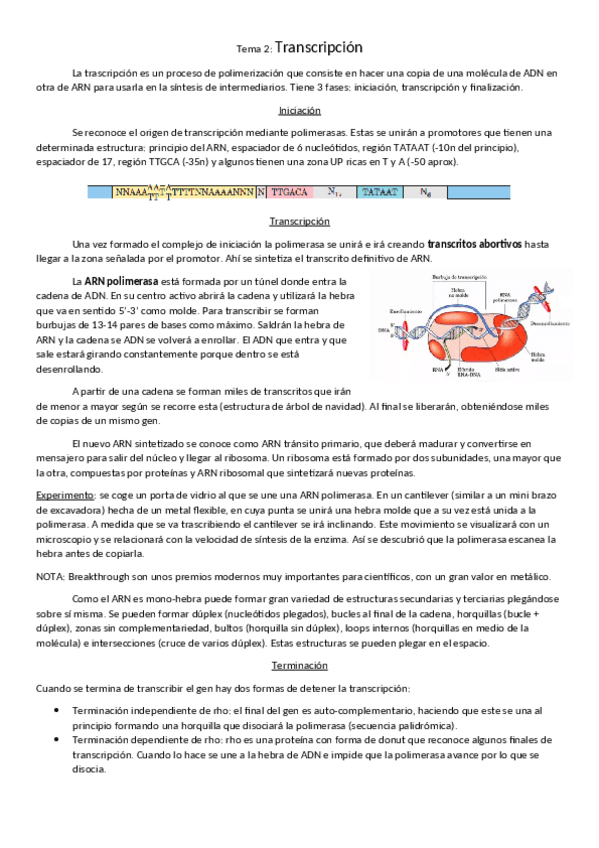 Miniatura del documento tema-2-transcripcion-del-ADN.pdf
