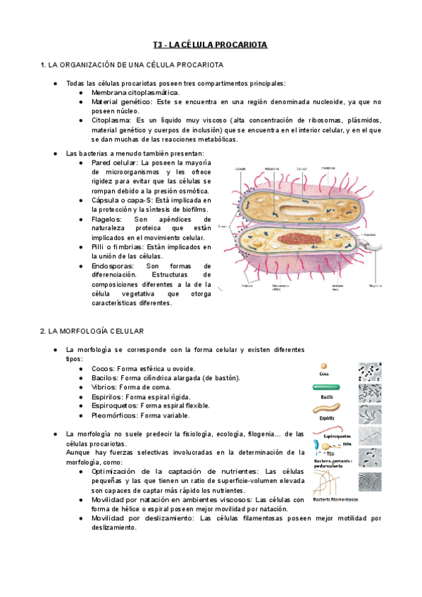 Miniatura del documento T3-MIC-La-Celula-Procariota.pdf