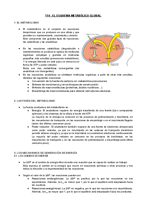 Miniatura del documento T14-MIC-El-Esquema-Metabolico-Global.pdf