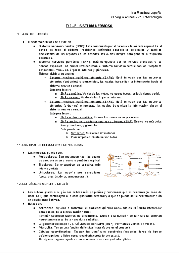 Miniatura del documento T13-FA-El-Sistema-Nervioso.pdf