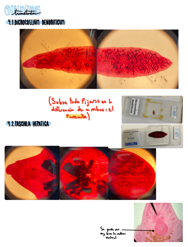 Miniatura del documento Practica-2-Huevos-de-helmintos-y-propios-helmintos-segunda-parte.pdf