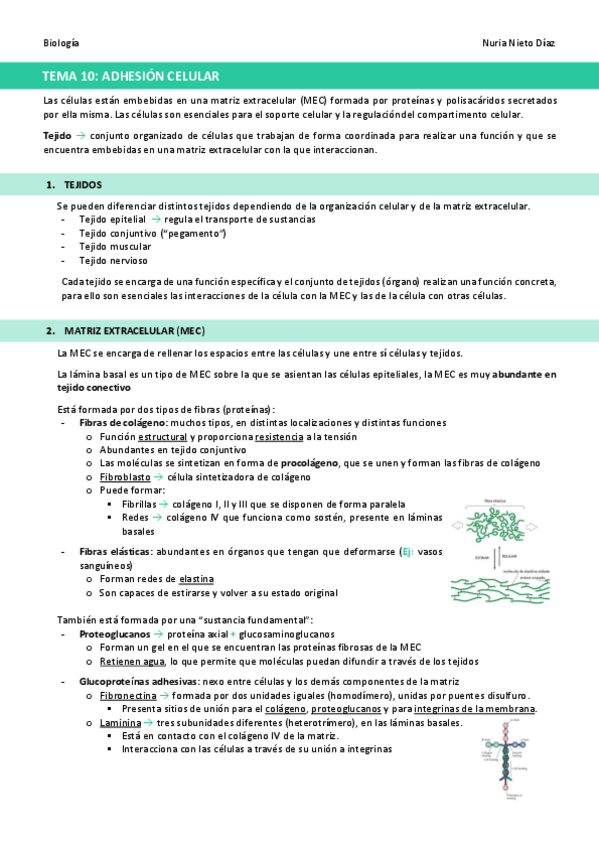 Miniatura del documento TEMA-10-Adhesion-celular.pdf