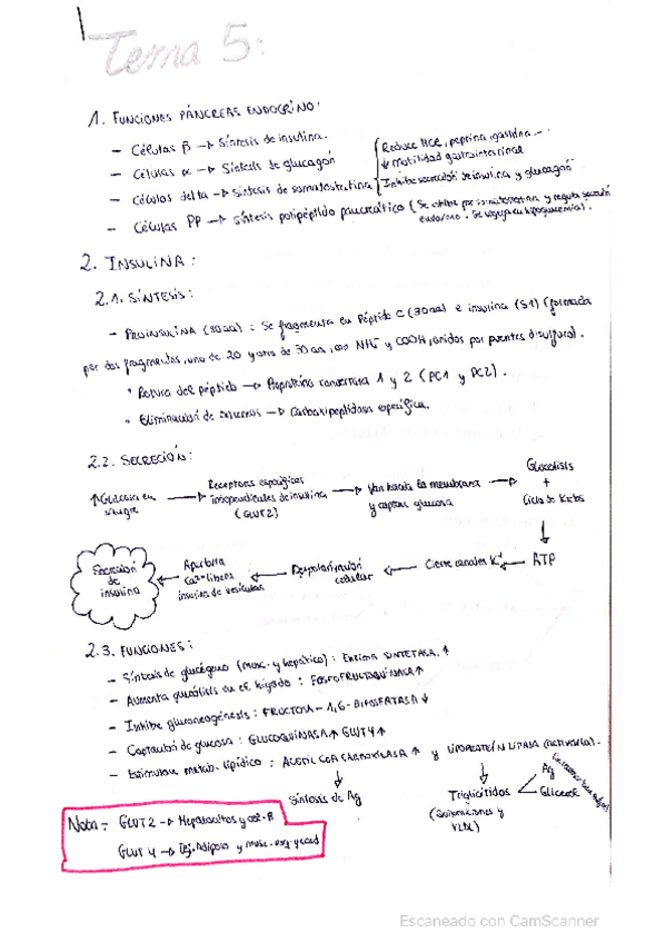 Miniatura del documento Estudio-funcion-pancreatica.pdf