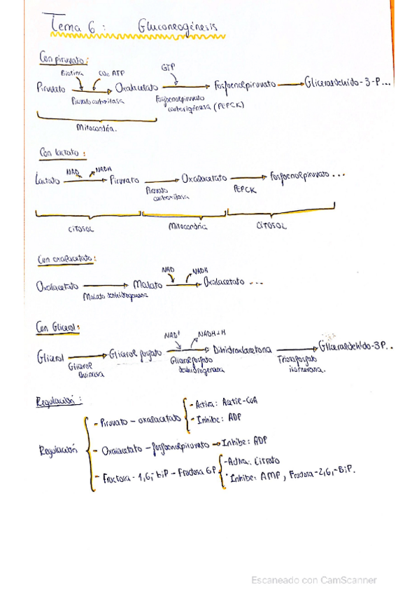 Miniatura del documento Repaso-de-gluconeogenesis.pdf