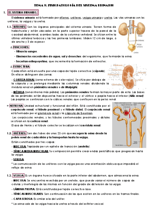 Miniatura del documento TEMA-9-fisio.pdf