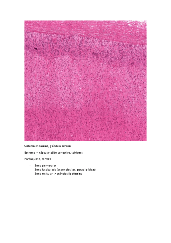 Miniatura del documento IMAGENES-EXAMEN-2021.pdf