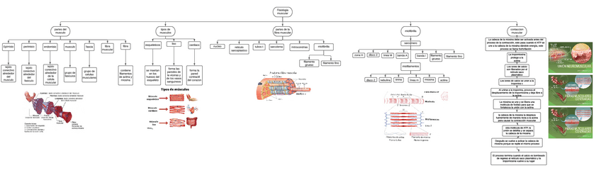 Miniatura del documento diagrama-fisiologia-muscular.pdf