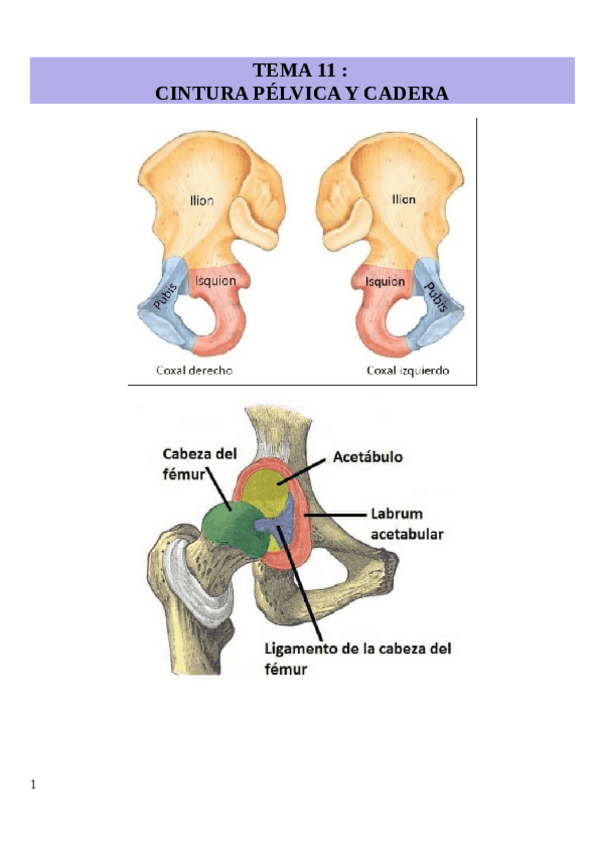 Miniatura del documento TEMA-11-cintura-pelvica-y-cadera.pdf