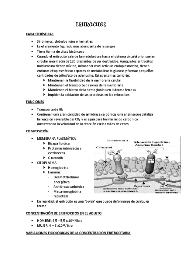 Miniatura del documento RESUMEN-ERITROCITOS-HIERRO-B12-AC-FOLICO-Y-GRUPOS-SANGUINEOS.pdf