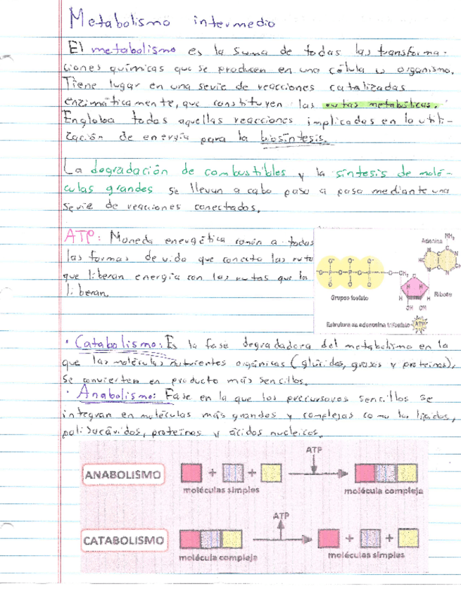 Miniatura del documento Resumen-Metabolismo-intermedio.pdf