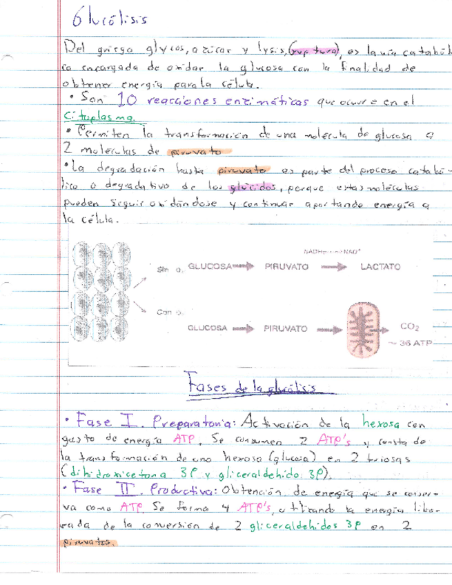 Miniatura del documento Resumen-Glucolisis-y-gluconeogenesis.pdf