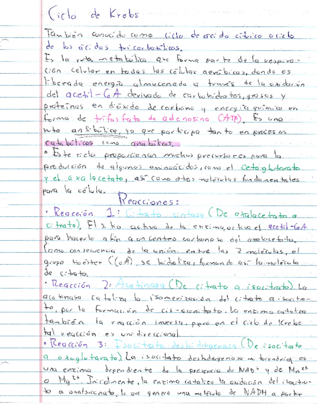 Miniatura del documento Resumen-Ciclo-de-Krebs.pdf