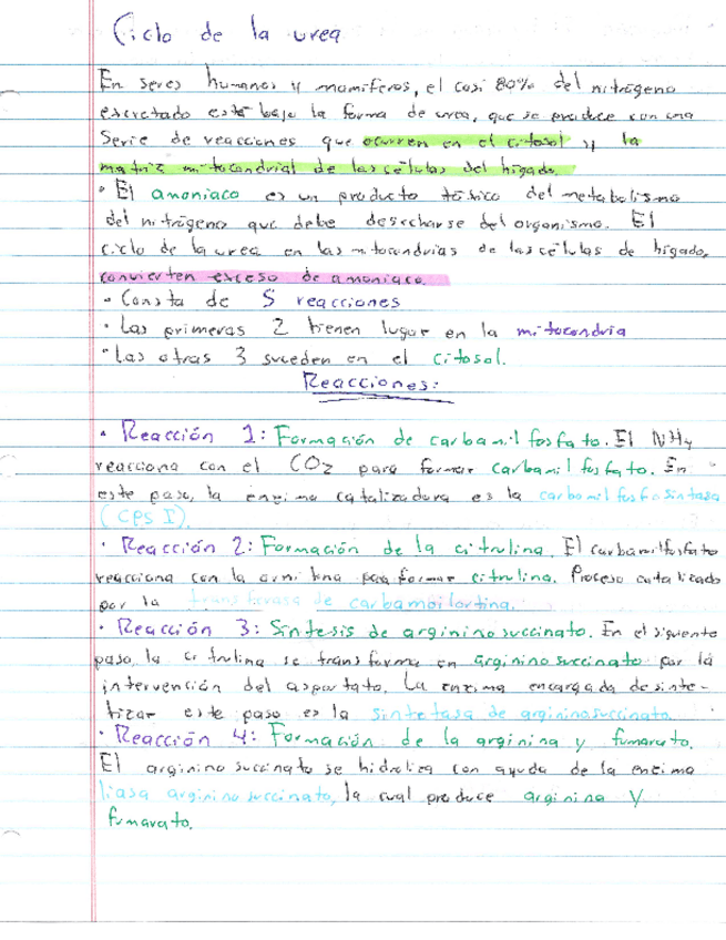 Miniatura del documento Resumen-Ciclo-de-la-urea.pdf