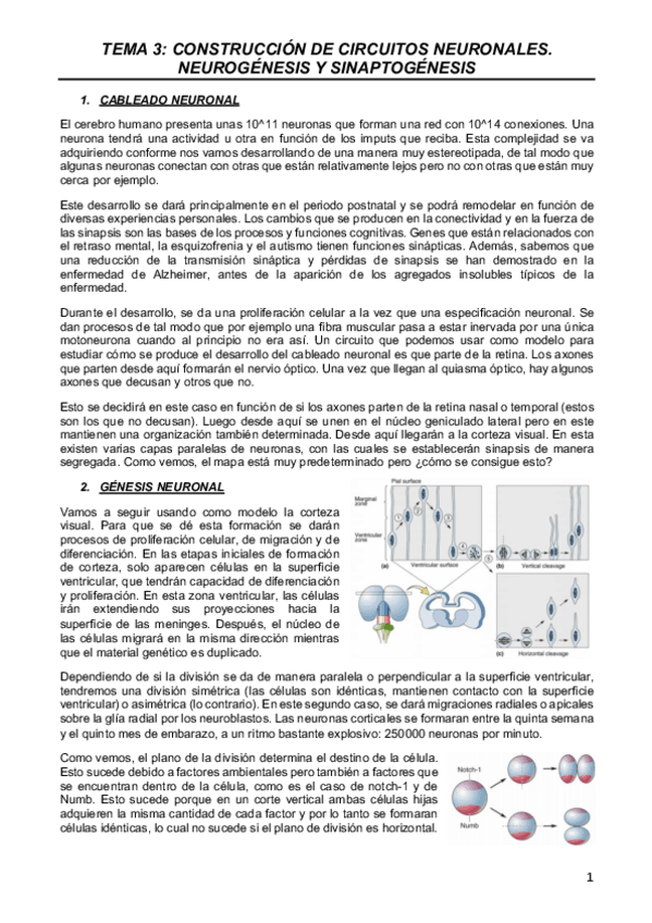 Miniatura del documento NEURO-T3.pdf
