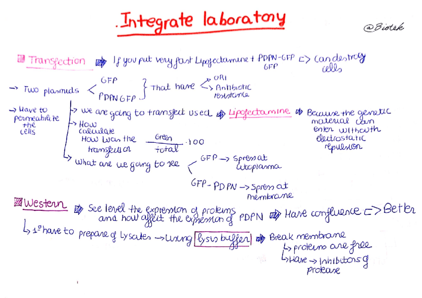 Miniatura del documento Laboratorio-integrado 3 (Apuntes esquemáticos y sencillos para estudiar).pdf