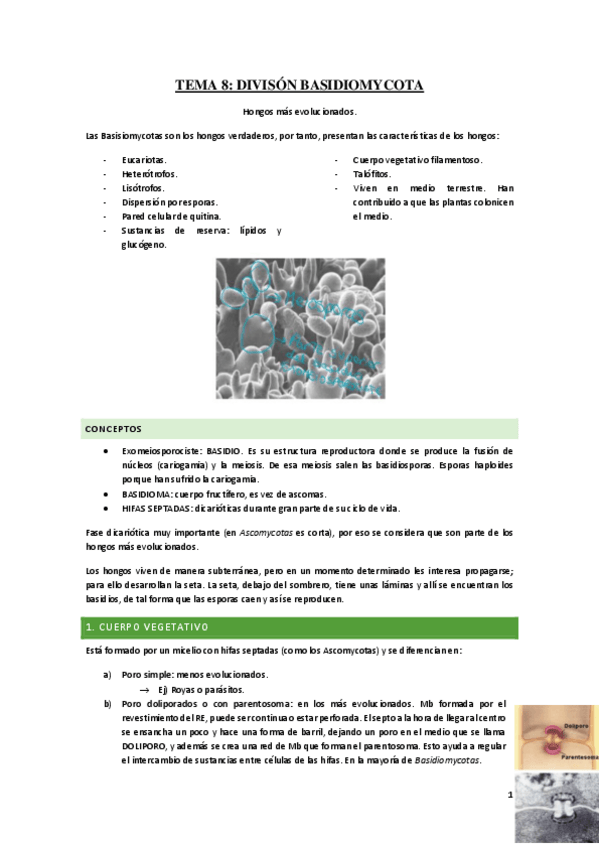 Miniatura del documento Tema-8-Basidiomycota.pdf