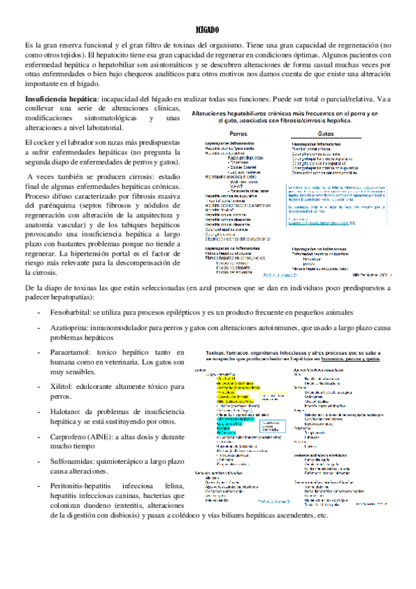 Miniatura del documento HIGADO.pdf