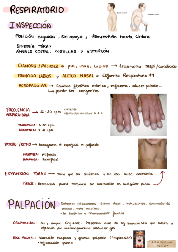 Miniatura del documento PRACTICA-RESPIRATORIO.pdf