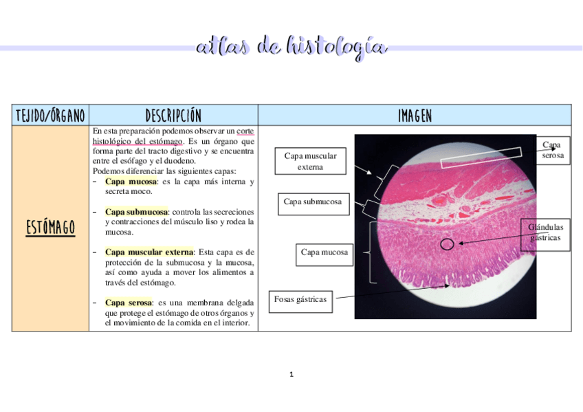 Miniatura del documento Atlas-de-histologiaMariaLopez.pdf