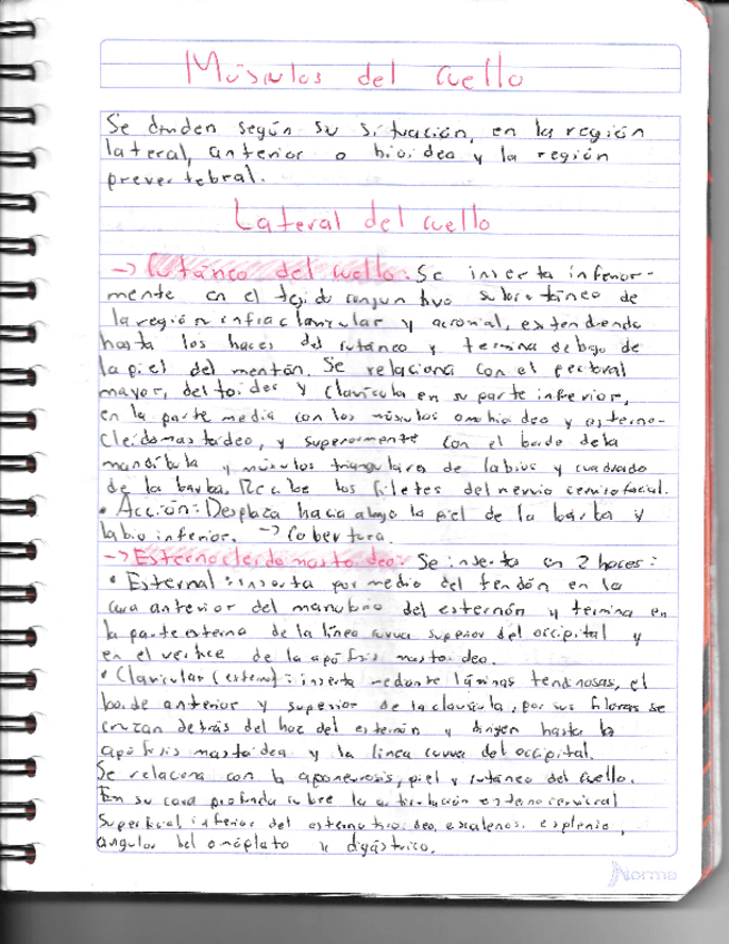 Miniatura del documento Musculos-del-cuello.pdf