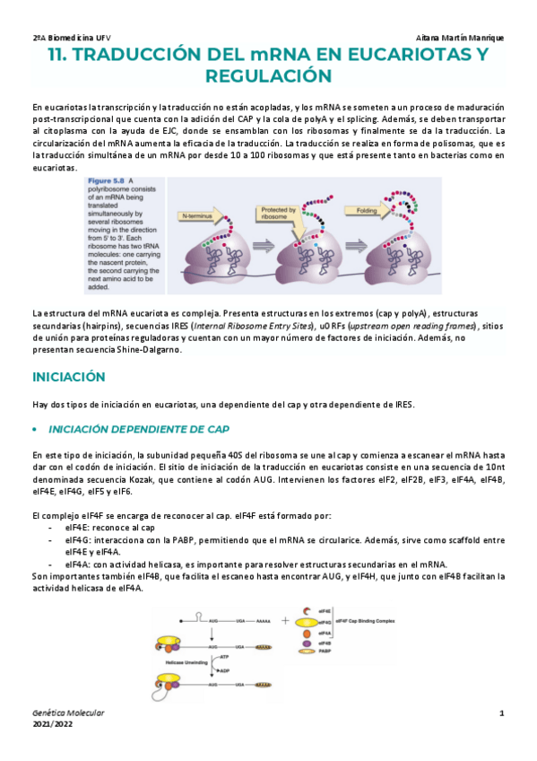 Miniatura del documento Tema-11-Traduccion-eucariota-y-regulacion.pdf
