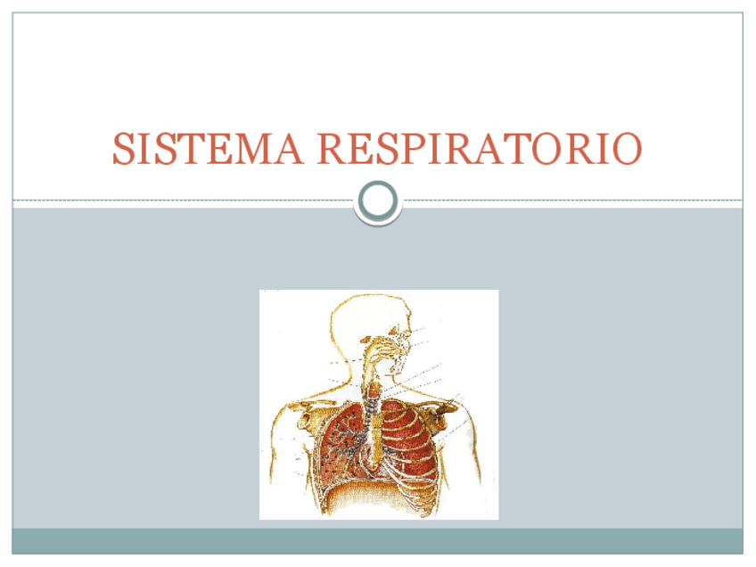 Miniatura del documento scribful.pdf