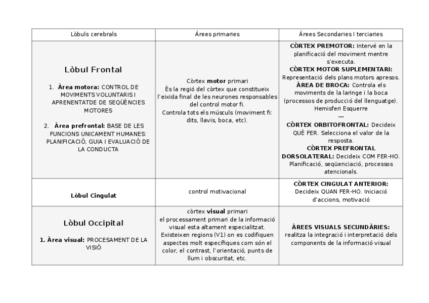 Miniatura del documento arees-relacionades-amb-lobuls-cerebrals.docx