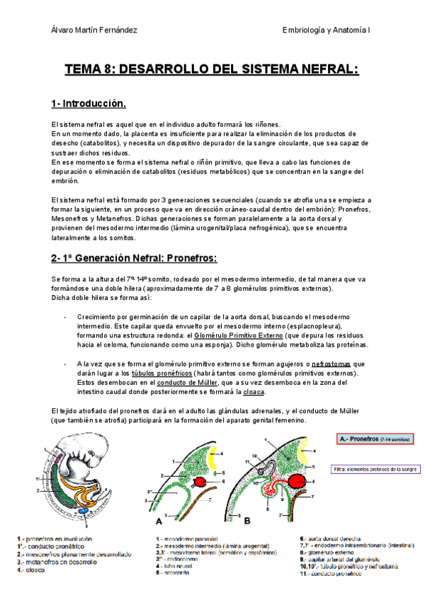 Miniatura del documento TEMA-8-DESARROLLO-DEL-SISTEMA-NEFRAL.pdf