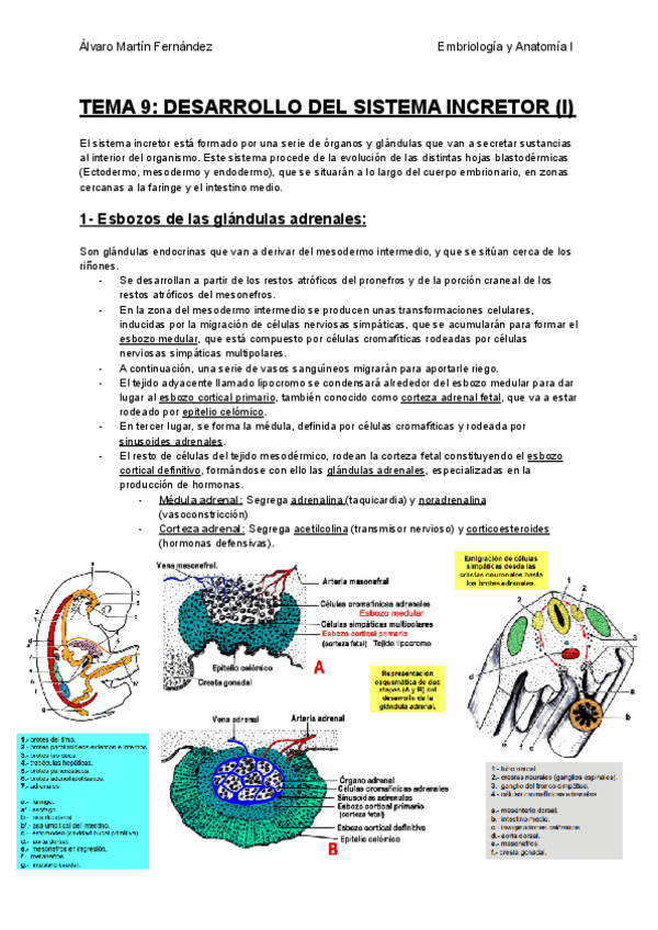 Miniatura del documento TEMA-9-DESARROLLO-DEL-SISTEMA-INCRETOR.pdf