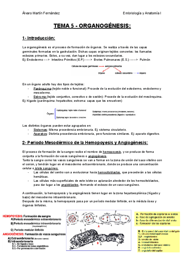 Miniatura del documento TEMA-5-ORGANOGENESIS.pdf