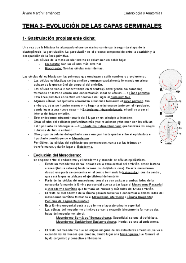 Miniatura del documento TEMA-3-EVOLUCION-DE-LAS-CAPAS-GERMINALES.pdf
