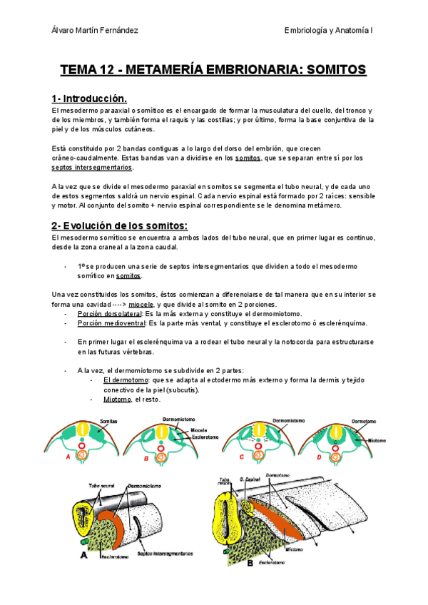 Miniatura del documento TEMA-12-METAMERIA-EMBRIONARIA-SOMITOS.pdf