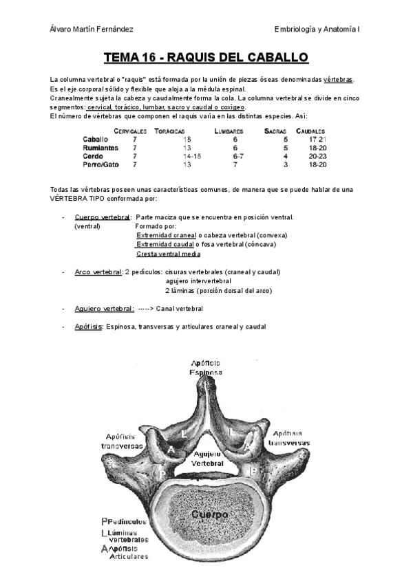 Miniatura del documento TEMA-16-y-17-RAQUIS.pdf